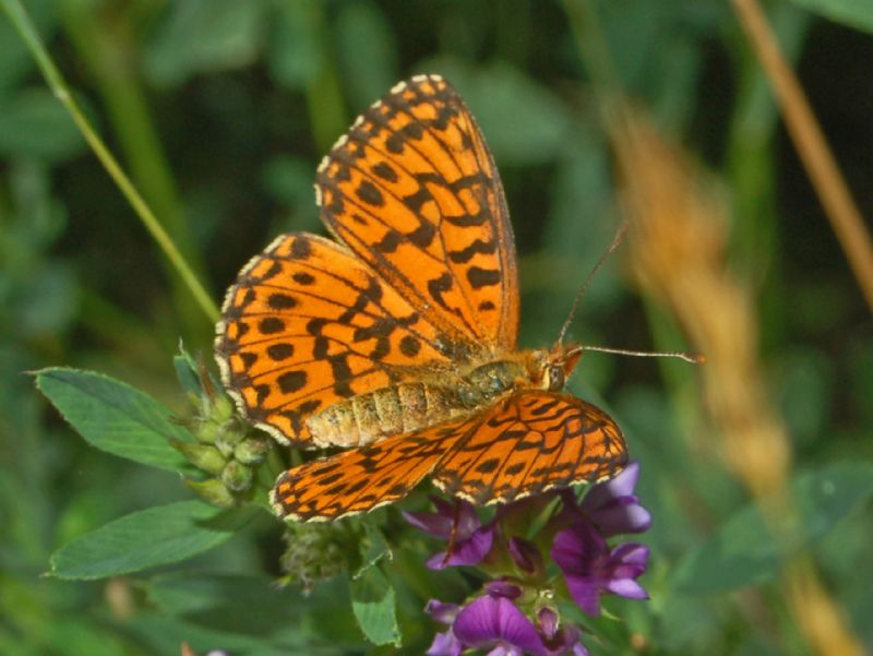 Boloria dia, Brenthis ino e Boloria titania - Nymphalidae